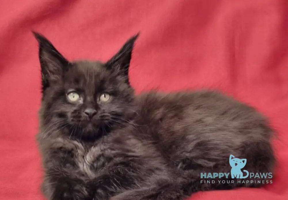 Prince Maine Coon male black live animals