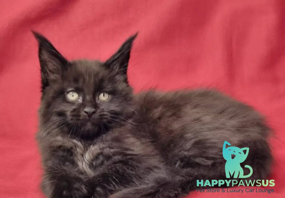 Prince Maine Coon male black live animals