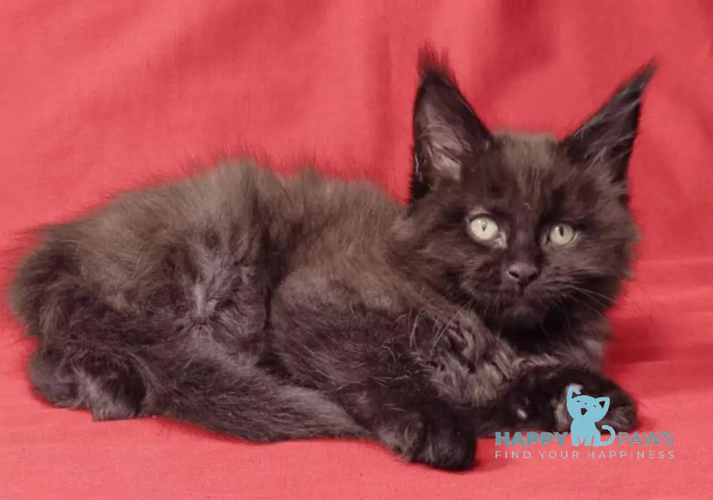 Prince Maine Coon male black live animals