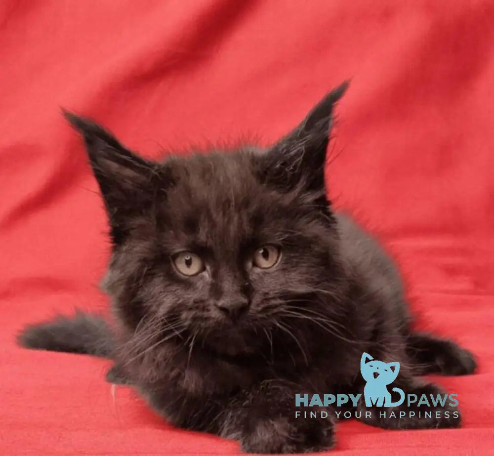 Prince Maine Coon male black live animals