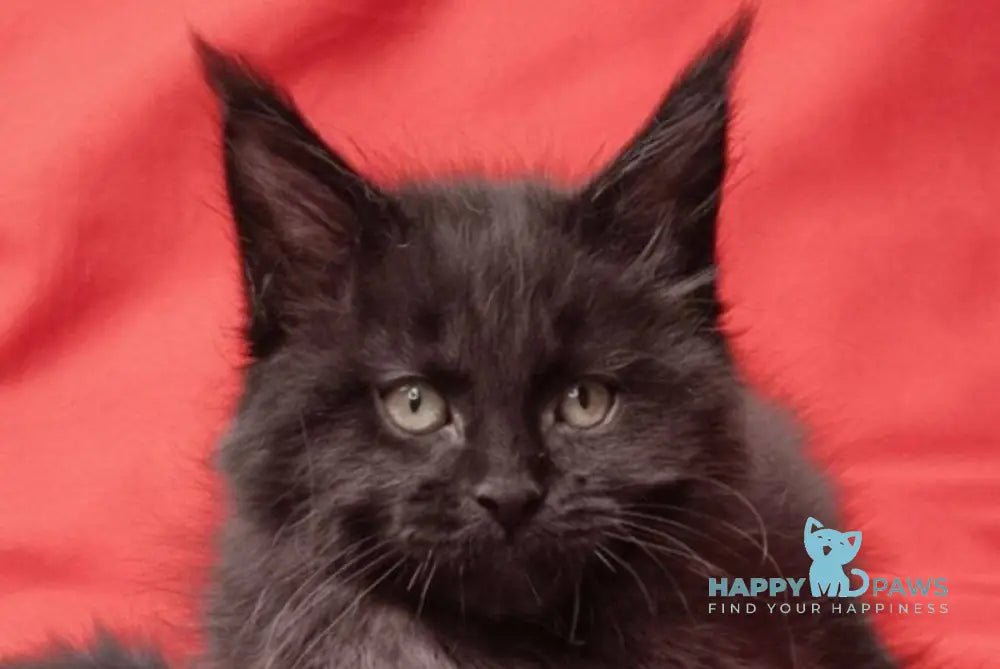 Prince Maine Coon male black live animals