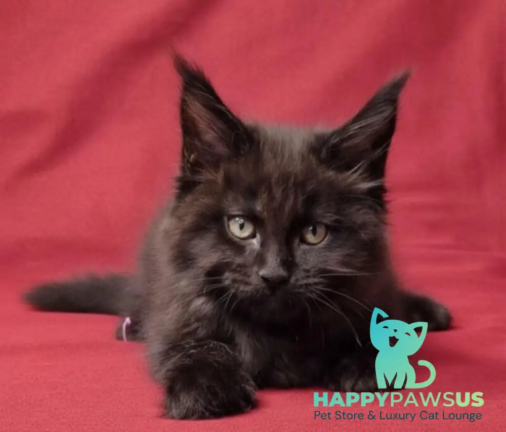 Prince Maine Coon male black live animals