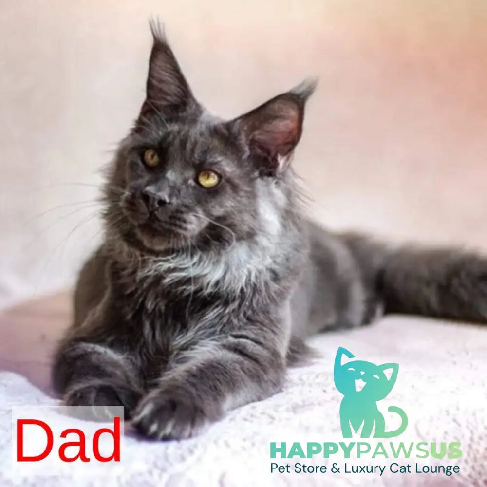 Prince Maine Coon male black live animals