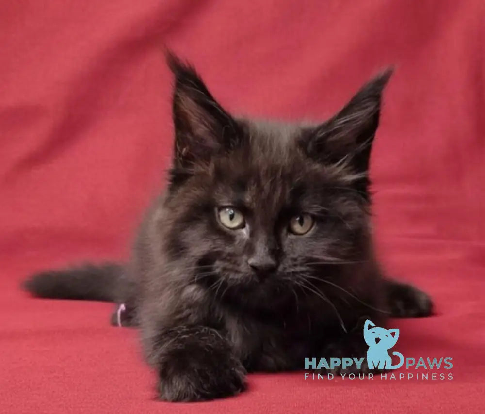 Prince Maine Coon male black live animals