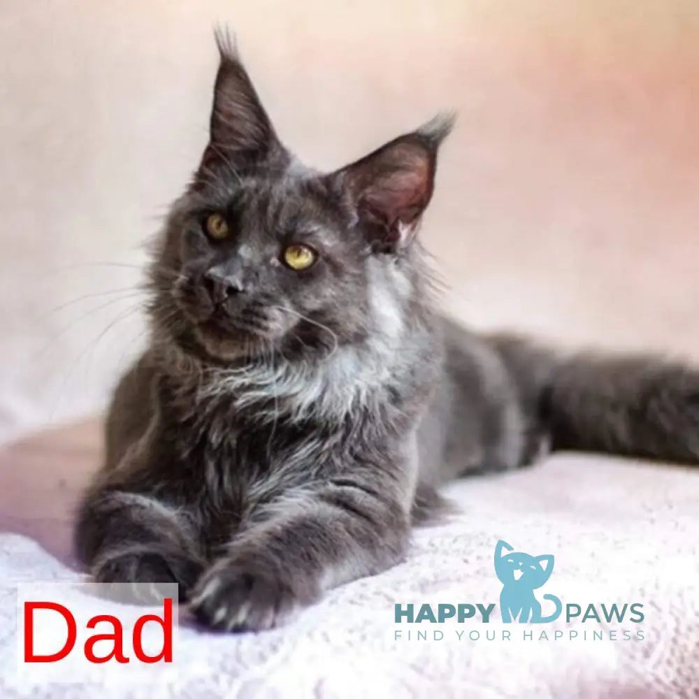 Prince Maine Coon male black live animals