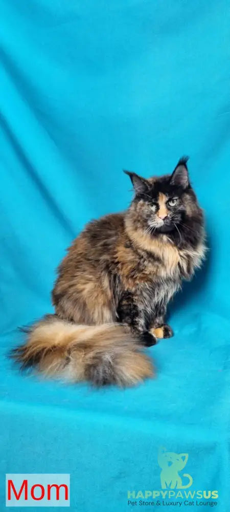 Prince Maine Coon male black live animals