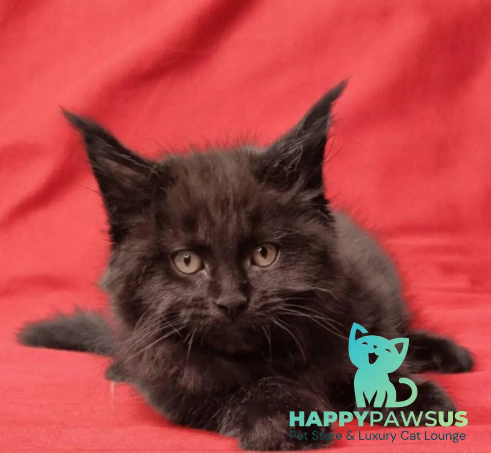 Prince Maine Coon male black live animals