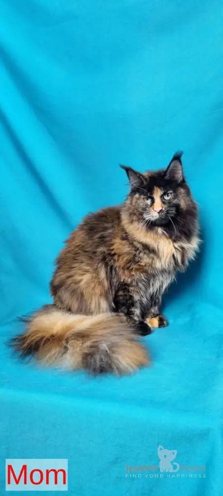 Prince Maine Coon male black live animals