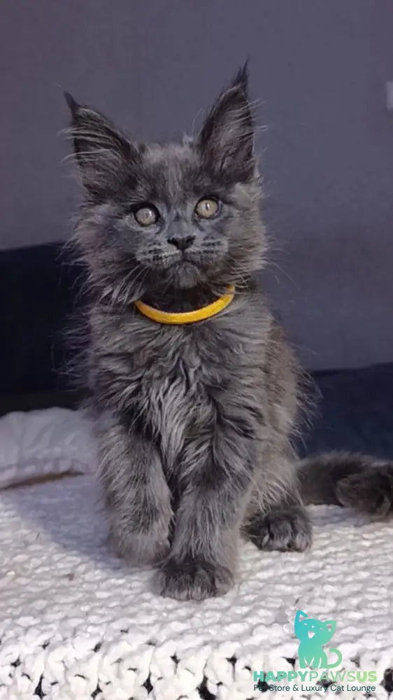 Prince Maine Coon male blue - live animals