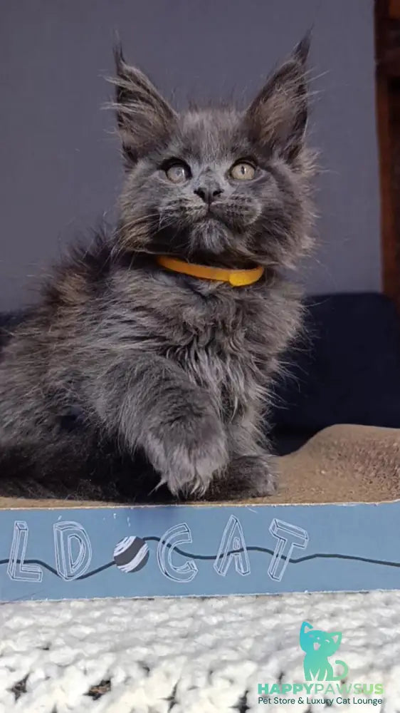 Prince Maine Coon male blue - live animals