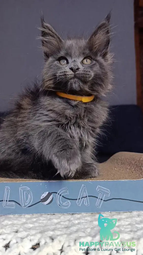 Prince Maine Coon male blue - live animals