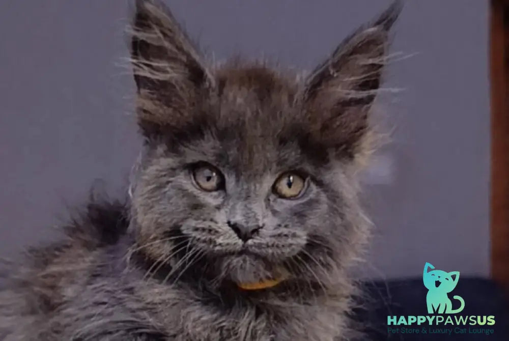 Prince Maine Coon male blue - live animals