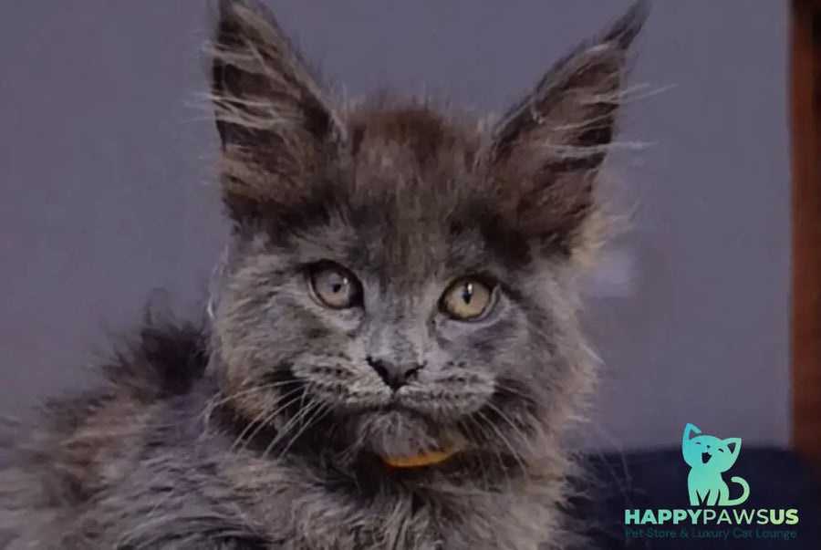 Prince Maine Coon male blue - live animals