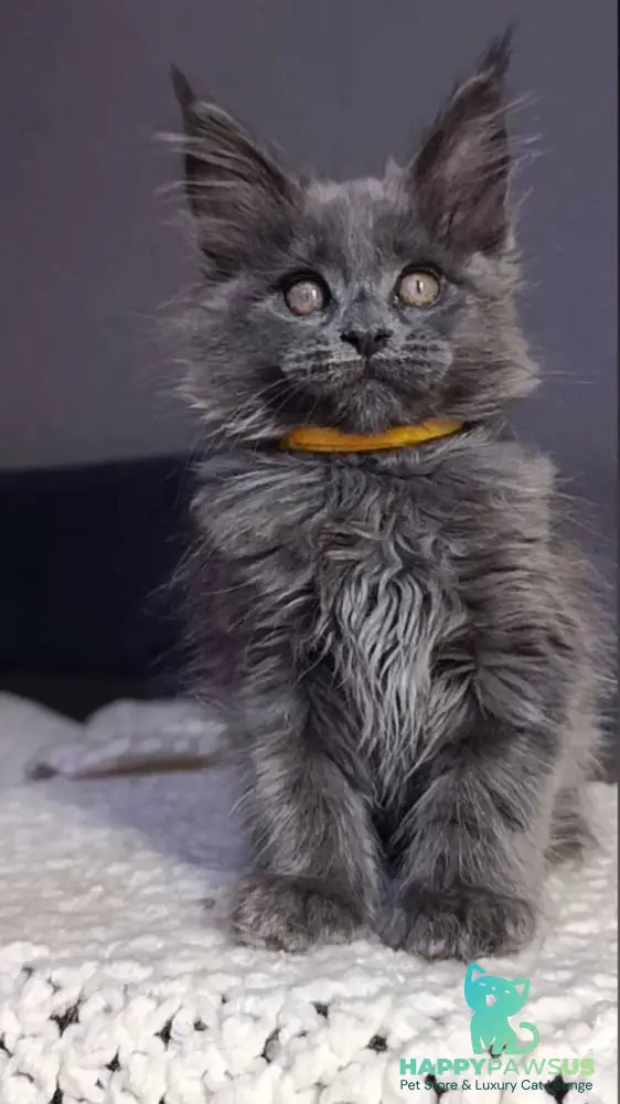 Prince Maine Coon male blue - live animals
