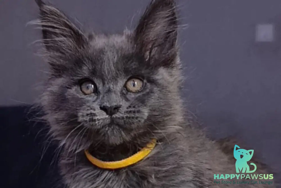 Prince Maine Coon male blue - live animals