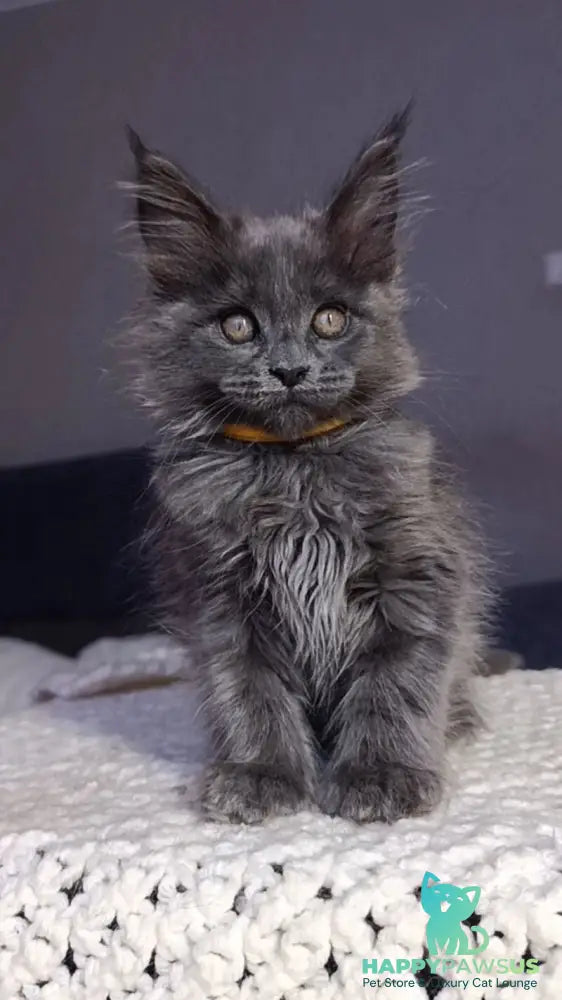 Prince Maine Coon male blue - live animals