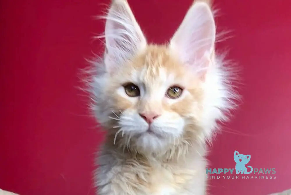 Prince Maine Coon male cream silver tabby live animals