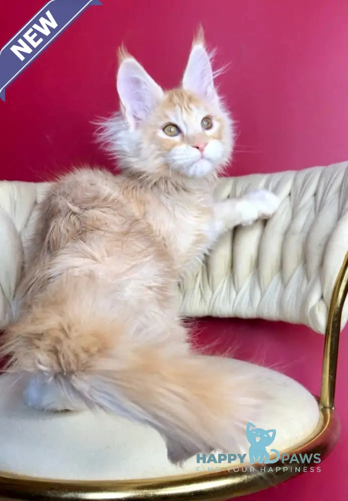 Prince Maine Coon male cream silver tabby live animals