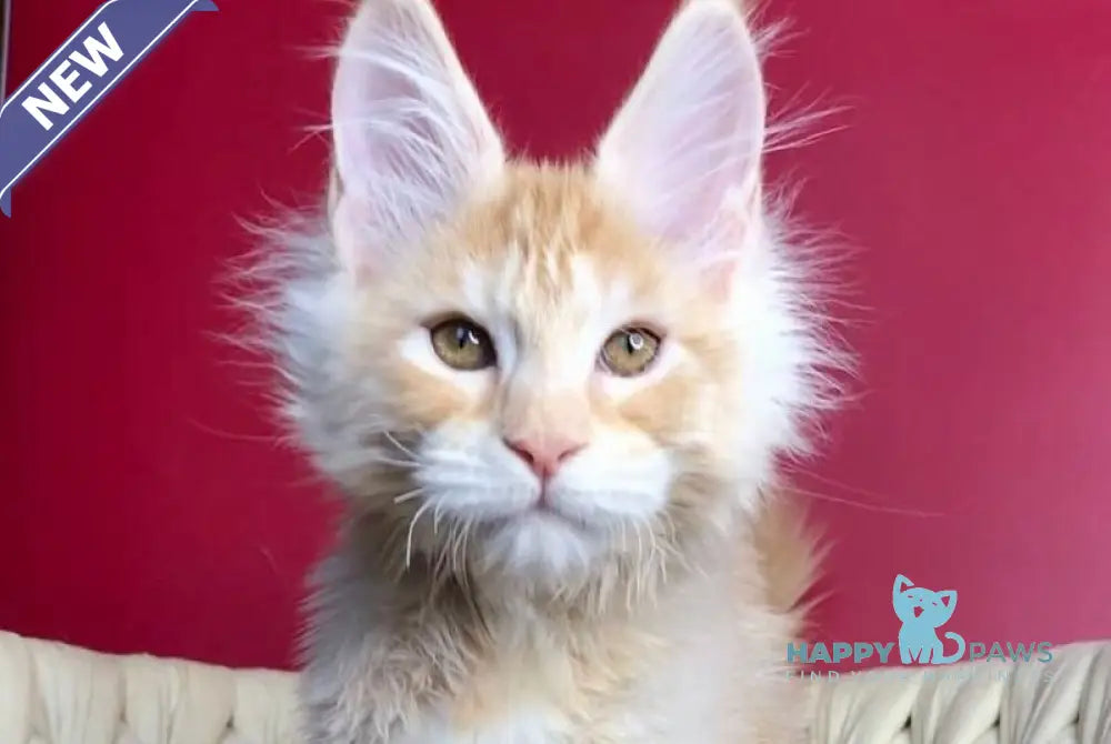 Prince Maine Coon male cream silver tabby live animals