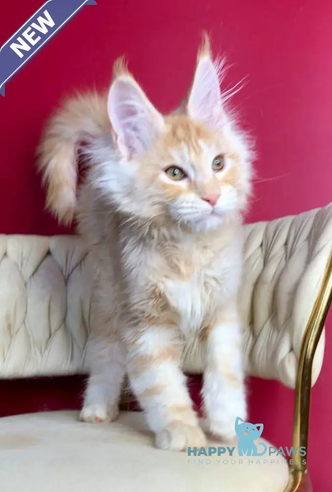Prince Maine Coon male cream silver tabby live animals