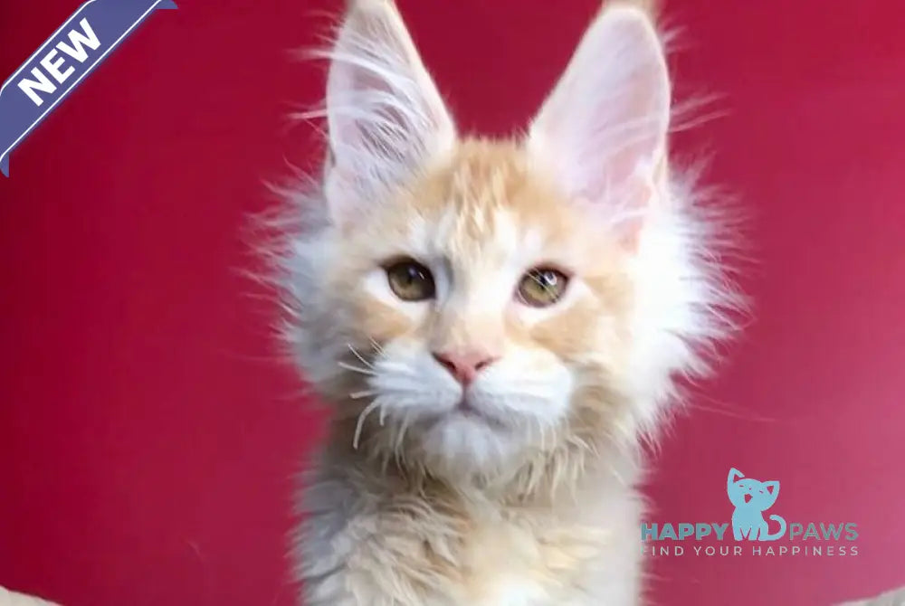 Prince Maine Coon male cream silver tabby live animals