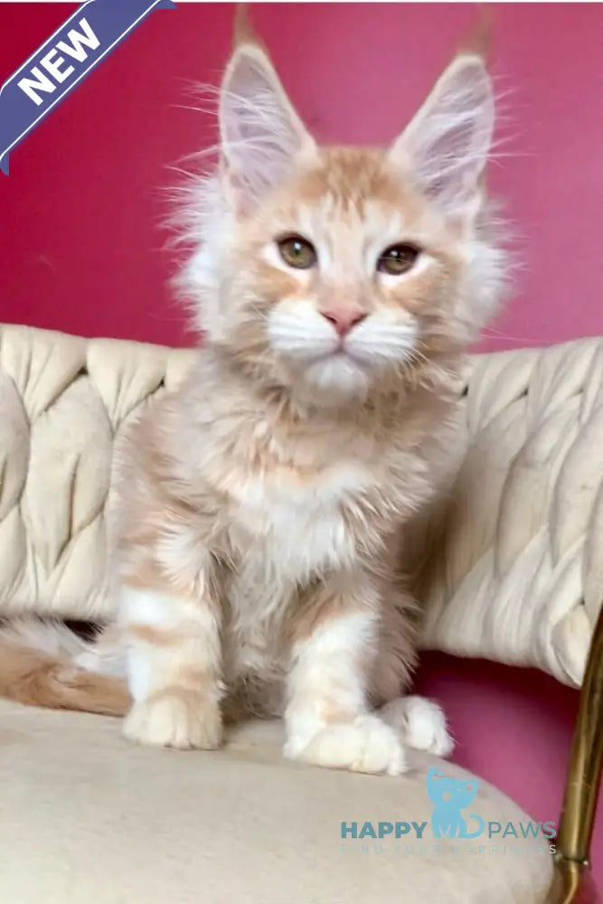 Prince Maine Coon male cream silver tabby live animals