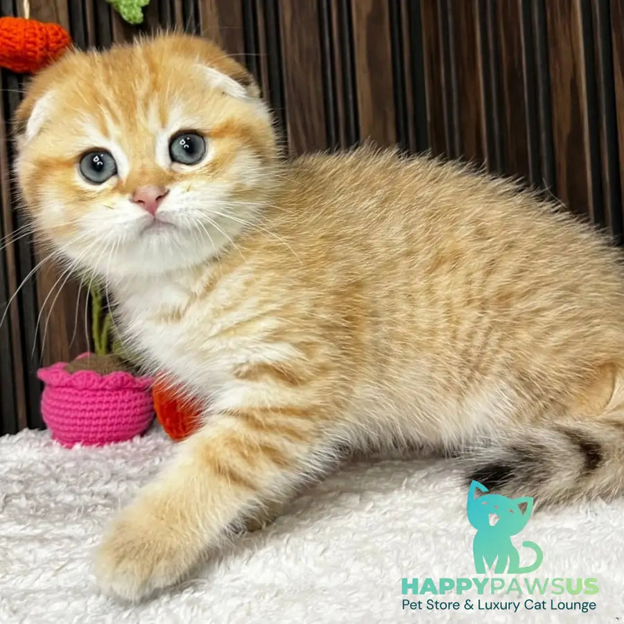 Prince Scottish Fold male black golden spotted tabby - live animals