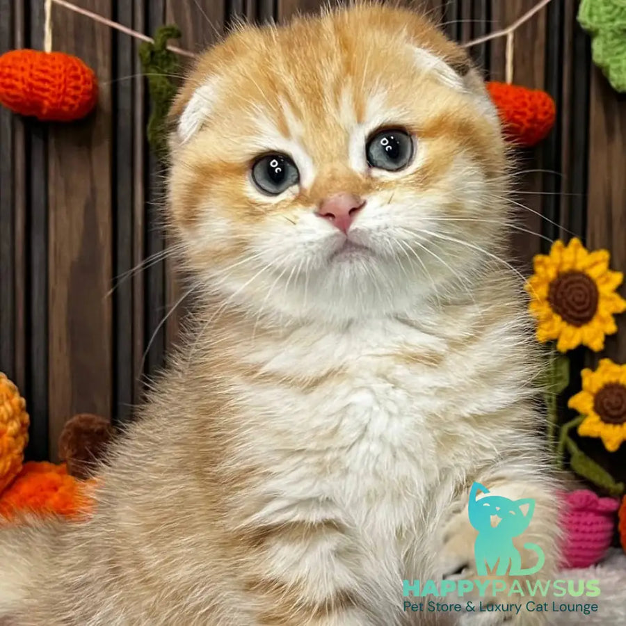 Prince Scottish Fold male black golden spotted tabby - live animals