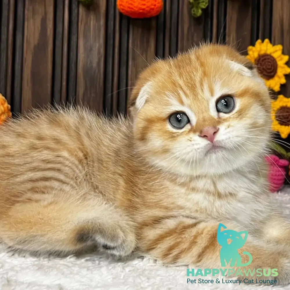 Prince Scottish Fold male black golden spotted tabby - live animals