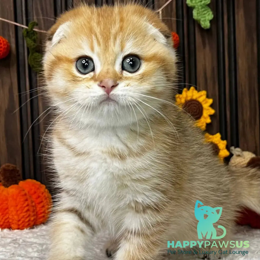 Prince Scottish Fold male black golden spotted tabby - live animals