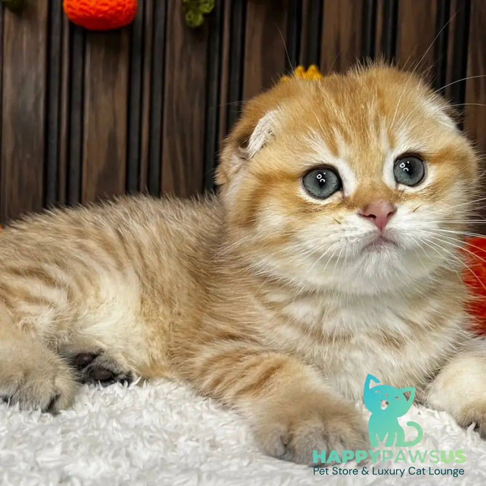 Prince Scottish Fold male black golden spotted tabby - live animals
