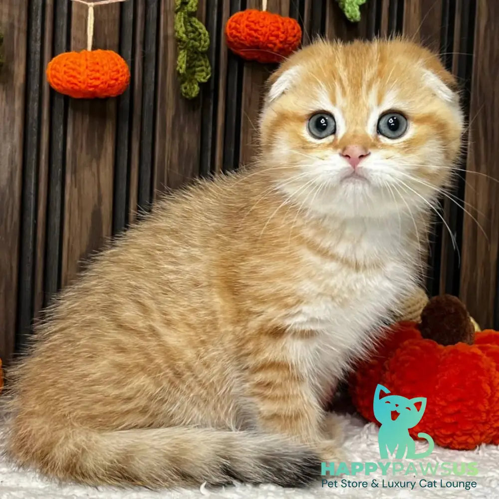 Prince Scottish Fold male black golden spotted tabby - live animals