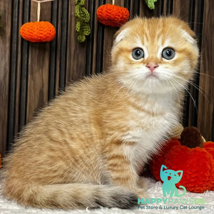 Prince Scottish Fold male black golden spotted tabby - live animals