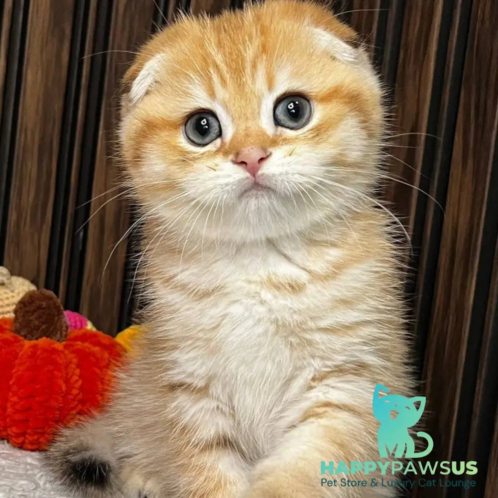 Prince Scottish Fold male black golden spotted tabby - live animals