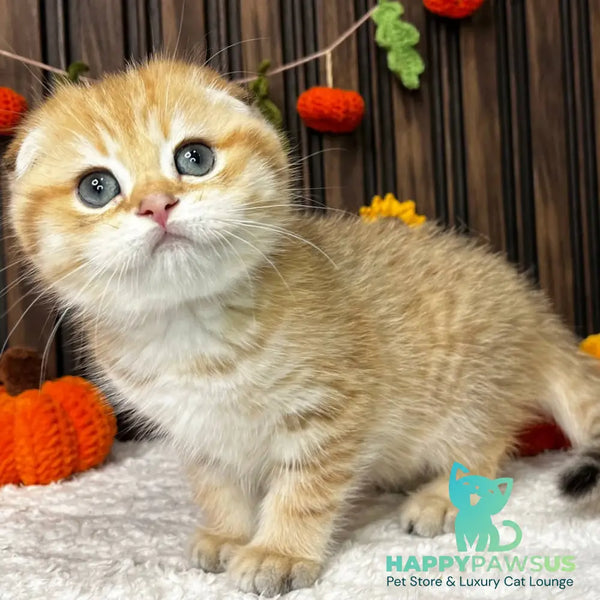 Prince Scottish Fold male black golden spotted tabby - live animals