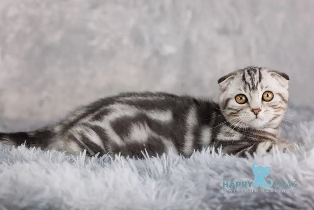 Prince Scottish Fold male black silver tabby live animals