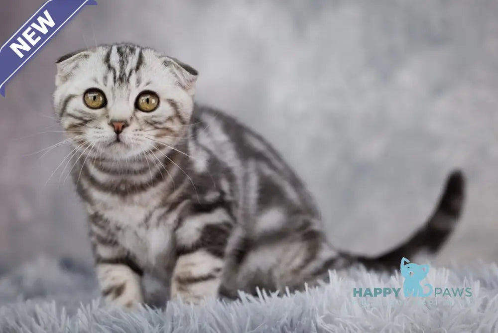 Prince Scottish Fold male black silver tabby live animals