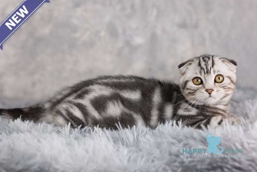 Prince Scottish Fold male black silver tabby live animals
