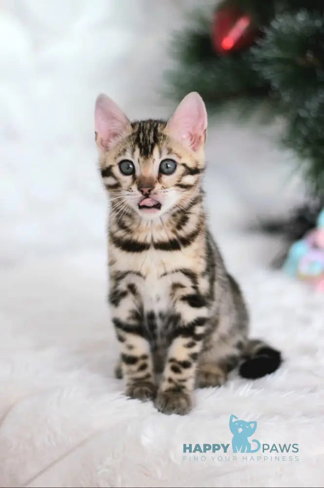 Princess Bengal female black spotted tabby live animals