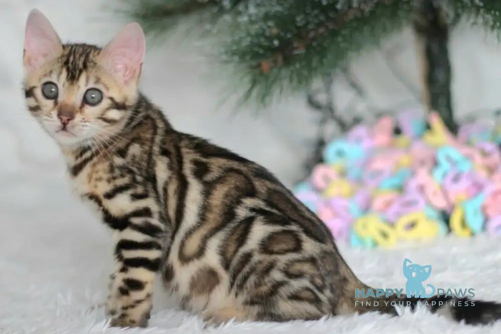 Princess Bengal female black spotted tabby live animals