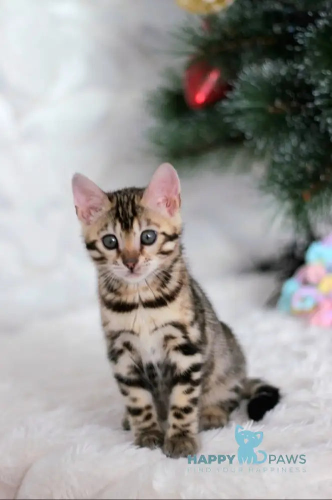 Princess Bengal female black spotted tabby live animals