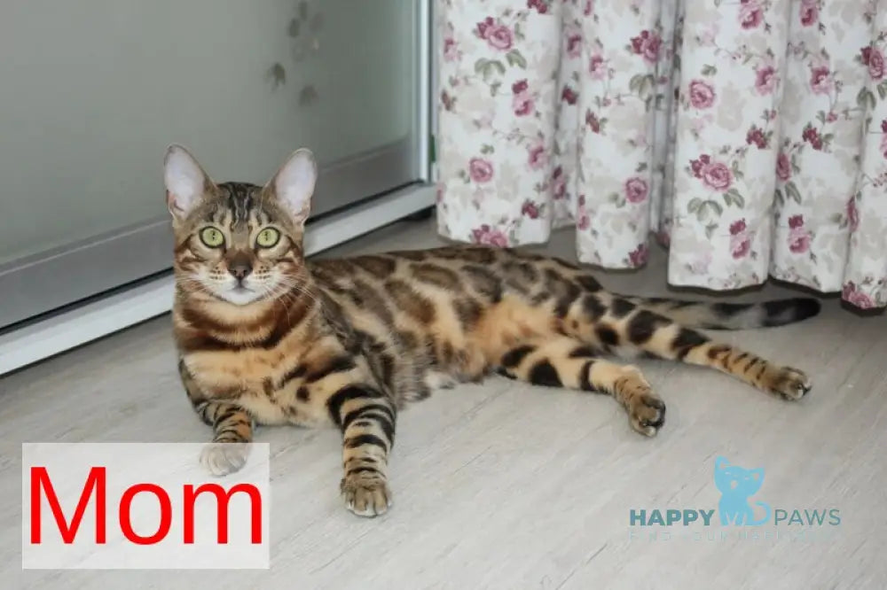 Princess Bengal female black spotted tabby live animals