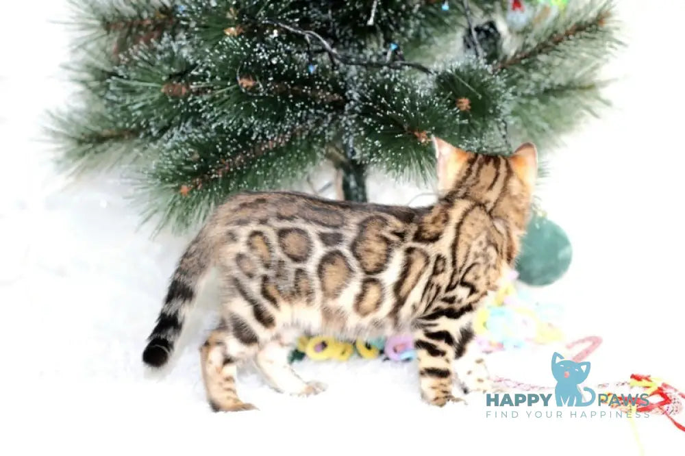 Princess Bengal female black spotted tabby live animals