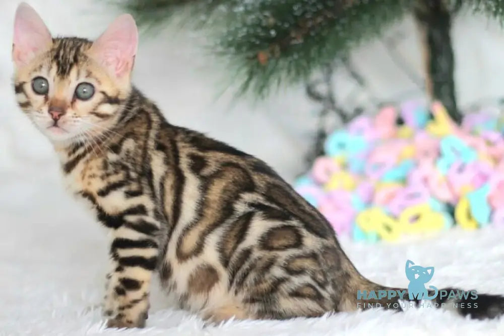 Princess Bengal female black spotted tabby live animals