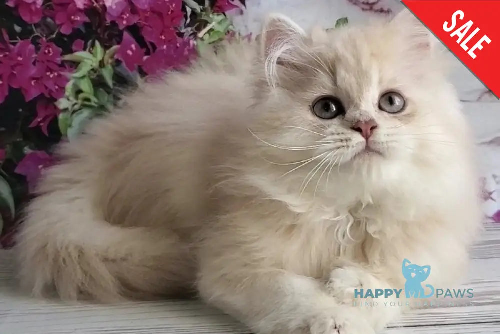Princess British Longhair female lilac golden chinchilla - live animals