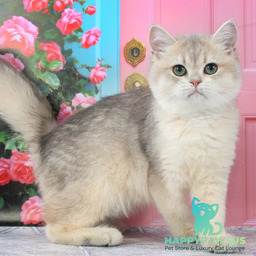 Princess British Shorthair female blue golden shaded - live animals