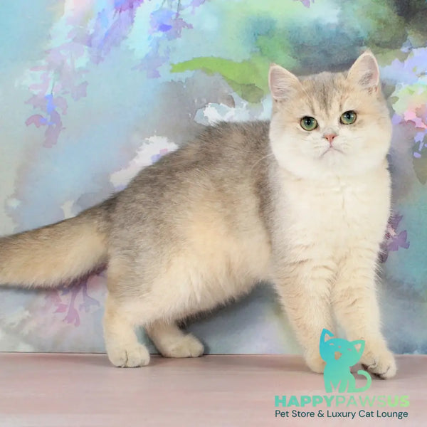 Princess British Shorthair female blue golden shaded - live animals
