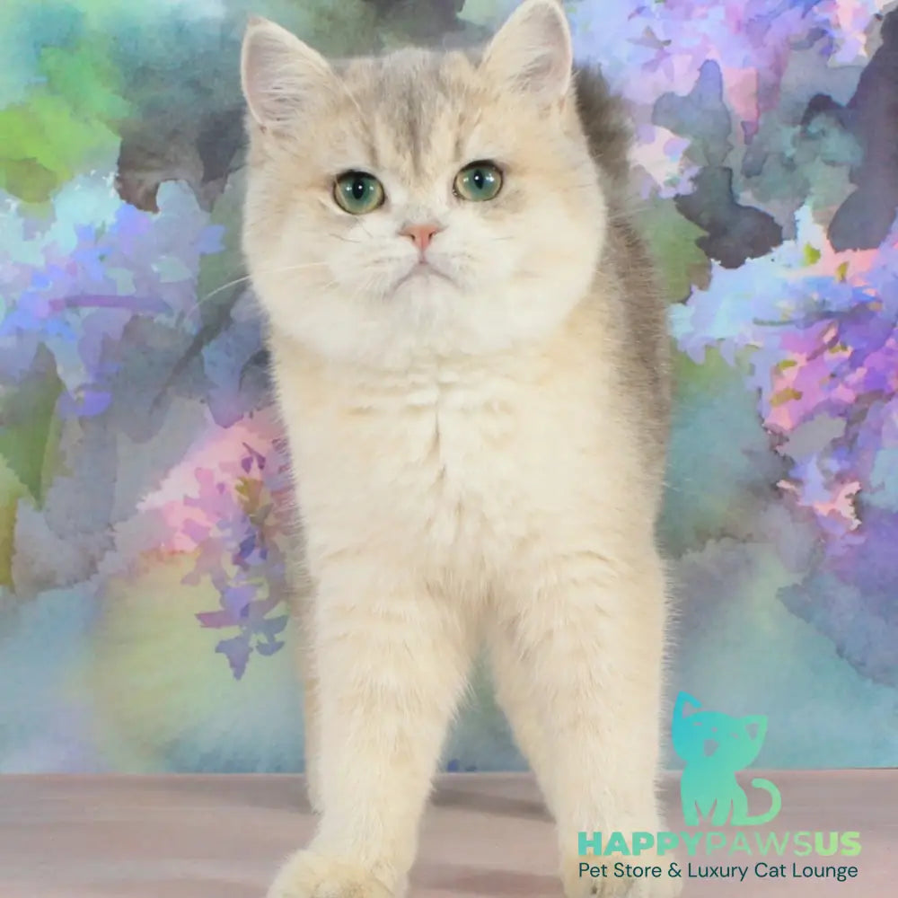 Princess British Shorthair female blue golden shaded - live animals