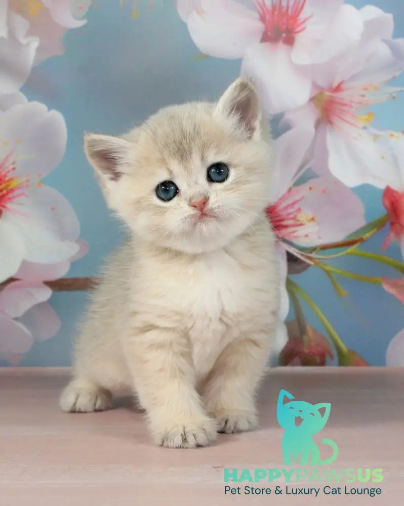 Princess British Shorthair female blue golden shaded - live animals