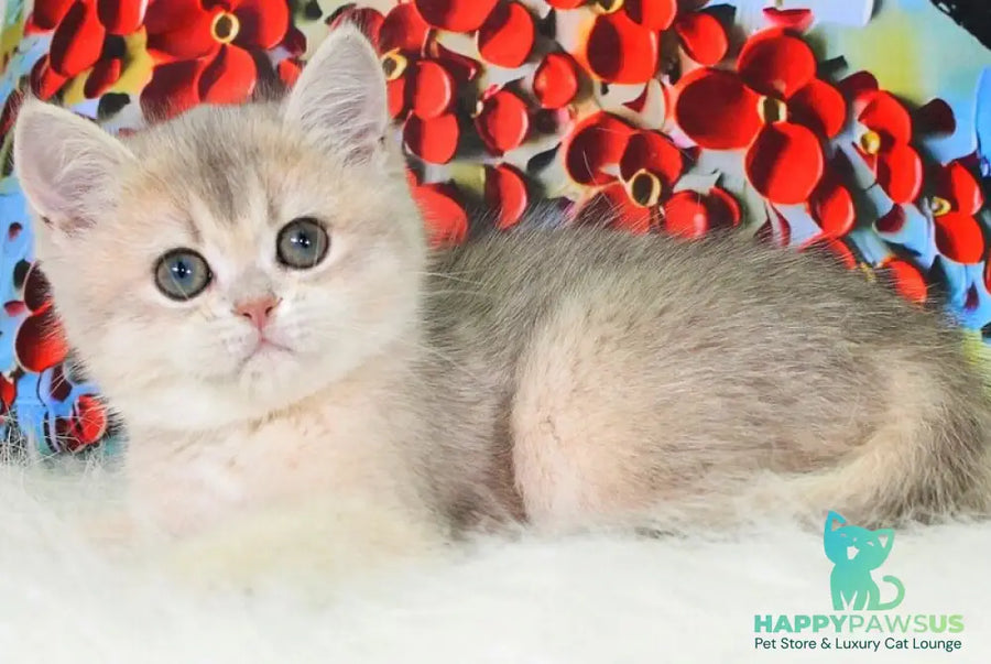 Princess British Shorthair female blue golden shaded - live animals